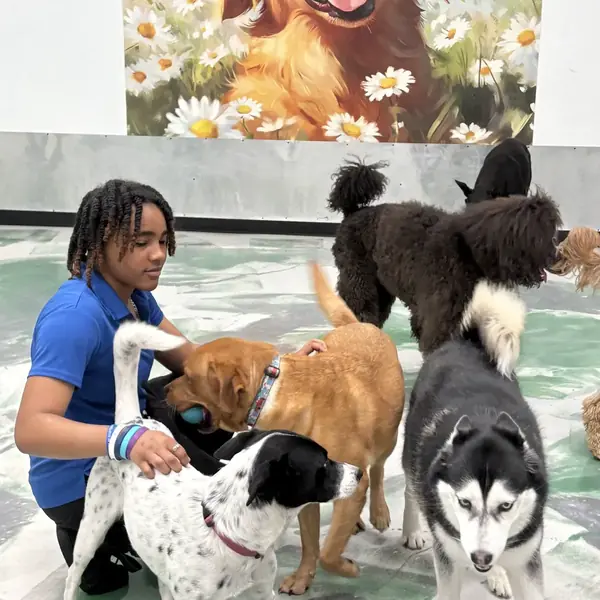 Happy pup during daycare at K9 Rox Club